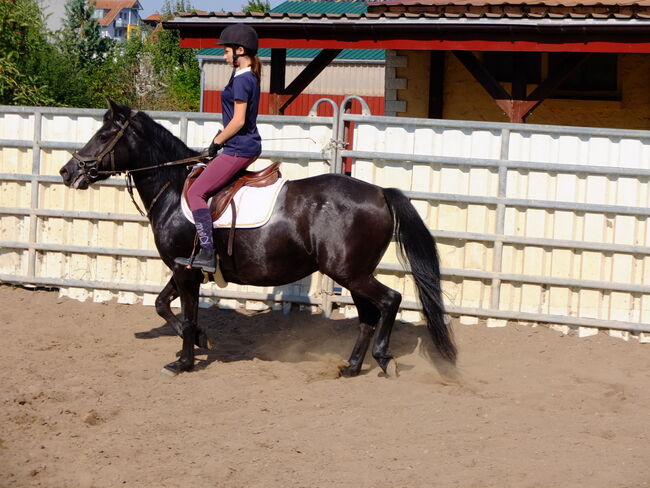 Huzulenstute "Ozdoba"!, Pferdehandlung Christian Kürschner, Horses For Sale, Buttstädt