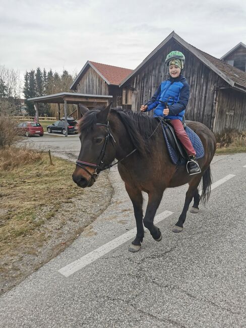 Huzulen Stute, Tanja, Horses For Sale, Untertrattbach, Image 2