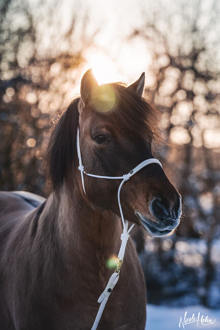 Huzulenstute Pony sucht neues zu Hause, Anna, Horses For Sale, Röttingen, Image 5