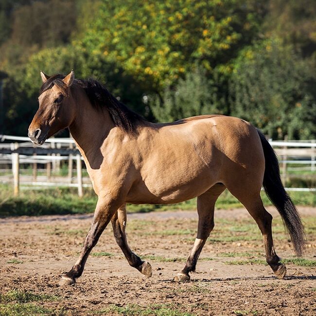 Huzulenstute Pony sucht neues zu Hause, Anna, Horses For Sale, Röttingen, Image 4
