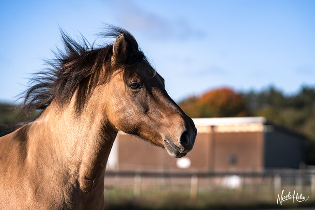 Huzulenstute Pony sucht neues zu Hause, Anna, Horses For Sale, Röttingen, Image 6