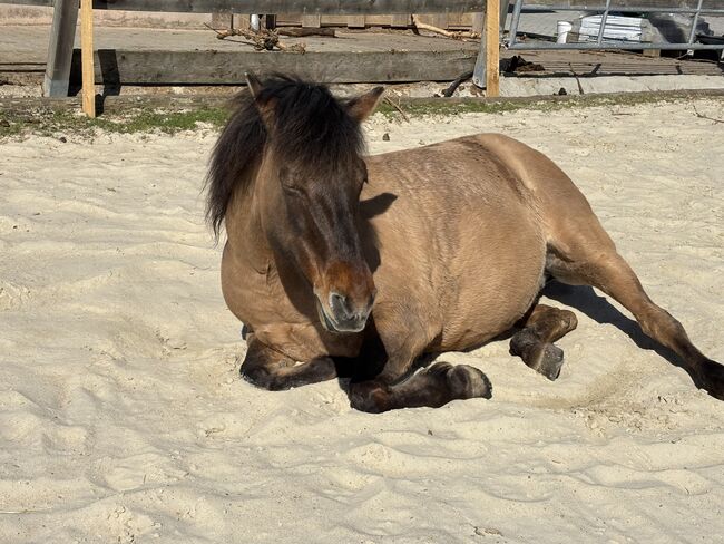 Huzulenstute Pony sucht neues zu Hause, Anna, Horses For Sale, Röttingen, Image 8