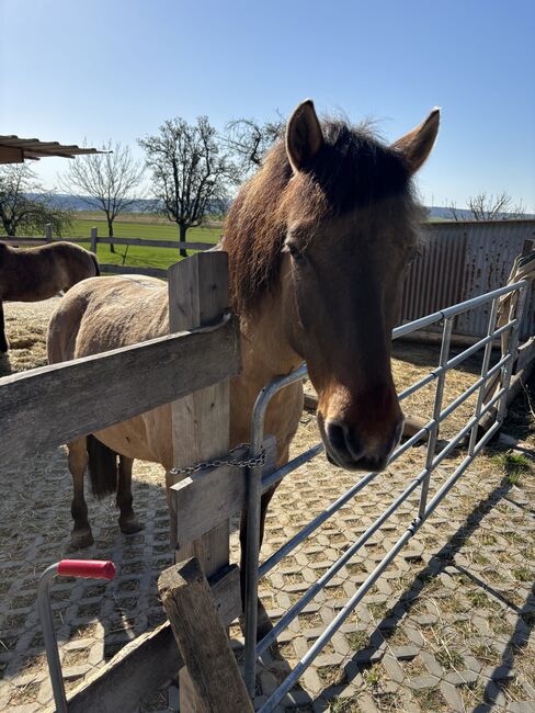 Huzulenstute Pony sucht neues zu Hause, Anna, Horses For Sale, Röttingen, Image 10