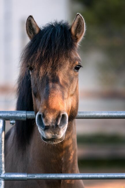 Huzulenstute Pony sucht neues zu Hause, Anna, Horses For Sale, Röttingen, Image 3