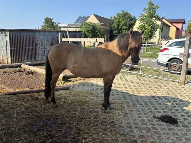 Huzulenstute Pony sucht neues zu Hause, Anna, Horses For Sale, Röttingen, Image 7