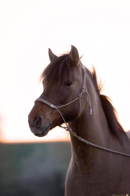 Huzulenstute Pony sucht neues zu Hause, Anna, Horses For Sale, Röttingen, Image 2