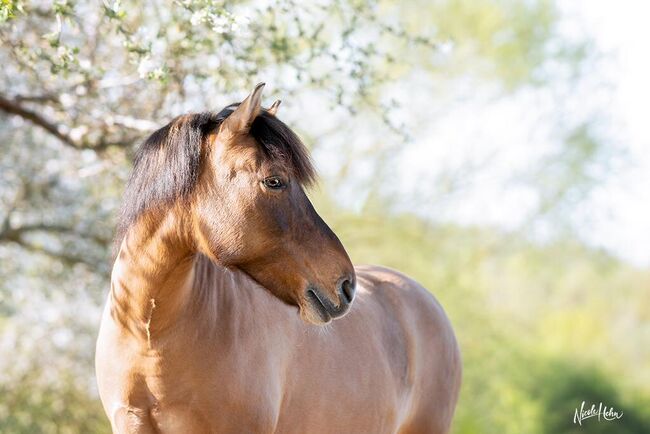 Huzulenstute Pony sucht neues zu Hause, Anna, Horses For Sale, Röttingen