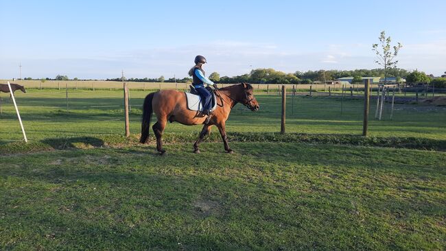 Huzulen Wallach 7, Claudia , Horses For Sale, Oggau am Neusiedler See, Image 3