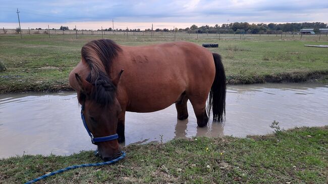 Huzulen Wallach 7, Claudia , Horses For Sale, Oggau am Neusiedler See, Image 10