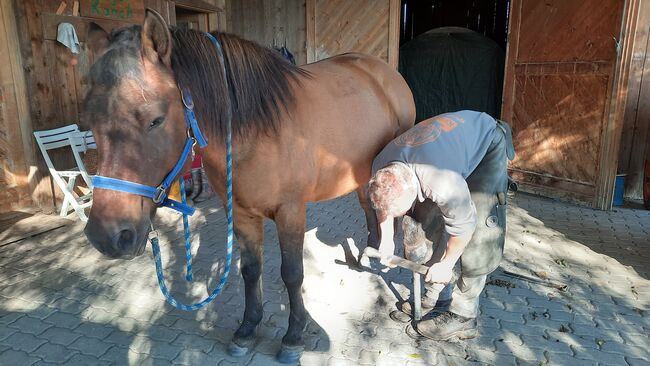 Huzulen Wallach 7, Claudia , Horses For Sale, Oggau am Neusiedler See, Image 9