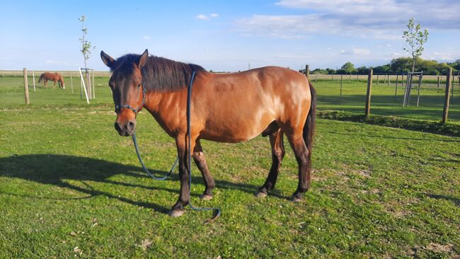 Huzulen Wallach 7, Claudia , Horses For Sale, Oggau am Neusiedler See