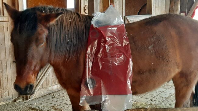 Huzulen Wallach 7, Claudia , Horses For Sale, Oggau am Neusiedler See, Image 5