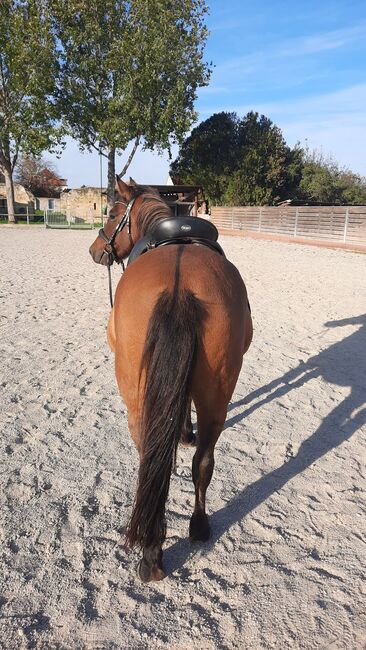Huzulen Wallach 7, Claudia , Horses For Sale, Oggau am Neusiedler See, Image 8