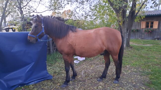 Huzulen Wallach 7, Claudia , Horses For Sale, Oggau am Neusiedler See, Image 7