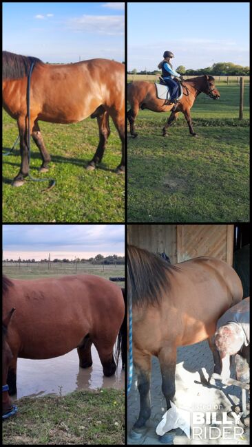 Huzulen Wallach 7, Claudia , Horses For Sale, Oggau am Neusiedler See, Image 11