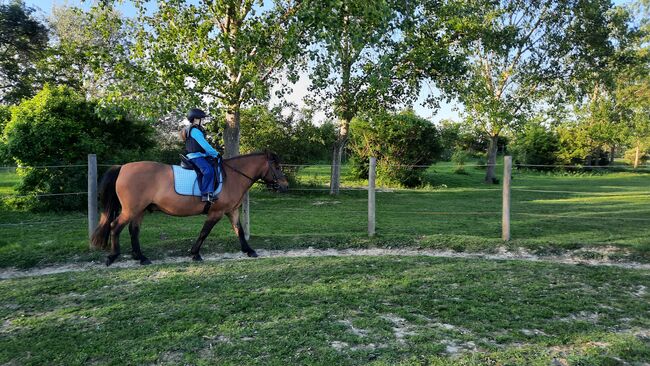 Huzulen Wallach 7, Claudia , Horses For Sale, Oggau am Neusiedler See, Image 2