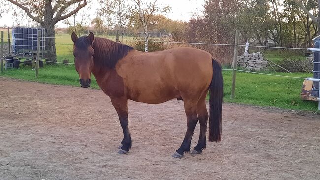 Huzulen Wallach 7, Claudia , Horses For Sale, Oggau am Neusiedler See, Image 6