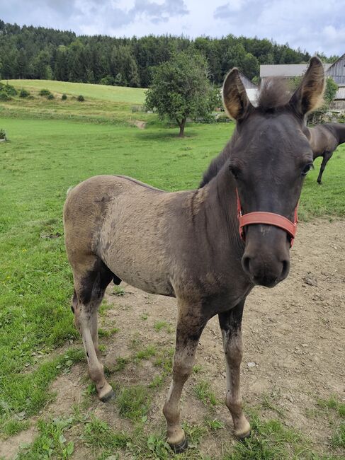 Huzulen Hengstfohlen, Katrin, Horses For Sale, Oberdorf bei Thannhausen, Image 5