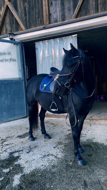 Huzulen Märchenprinz sucht neuen Wirkungskreis, Julia Schleich, Horses For Sale, Stams