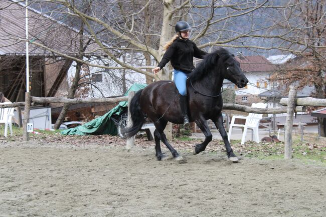 Huzulen Märchenprinz sucht neuen Wirkungskreis, Julia Schleich, Horses For Sale, Stams, Image 2