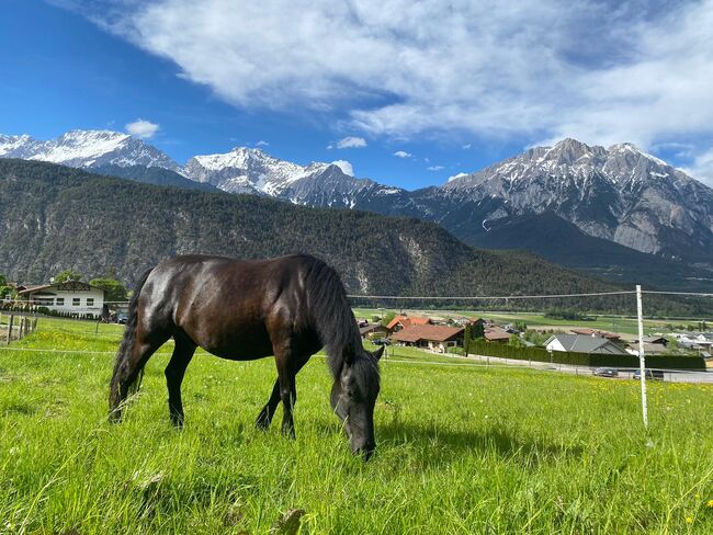 Huzulen Märchenprinz sucht neuen Wirkungskreis, Julia Schleich, Horses For Sale, Stams, Image 11