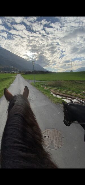 Huzulen Märchenprinz sucht neuen Wirkungskreis, Julia Schleich, Horses For Sale, Stams, Image 9