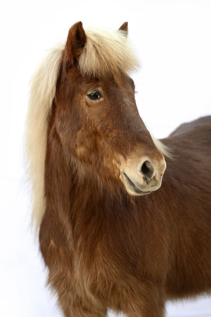 Goldschopf mit Herz ❤️‍, Daniela Prößl, Horses For Sale, Kemnath