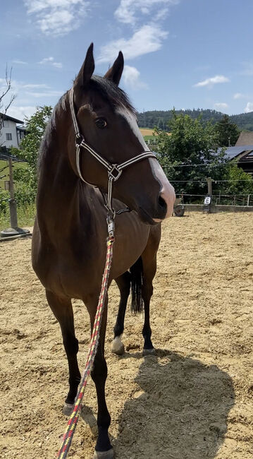 Kopfklares springbetontes 3.5 jähriges Ausnahme Nachwuchspferd, Nic, Horses For Sale, Bregenz , Image 2