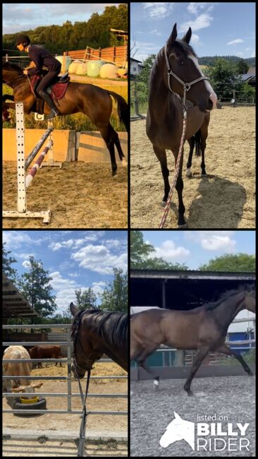 Kopfklares springbetontes 3.5 jähriges Ausnahme Nachwuchspferd, Nic, Horses For Sale, Bregenz , Image 9