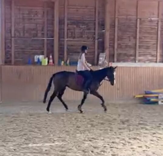 Kopfklares springbetontes 3.5 jähriges Ausnahme Nachwuchspferd, Nic, Horses For Sale, Bregenz , Image 8