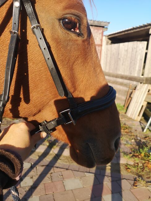 Kopfstück, Trense, Barefoot Physio Contour, Antje, Bridles & Headstalls, Felsberg, Image 5