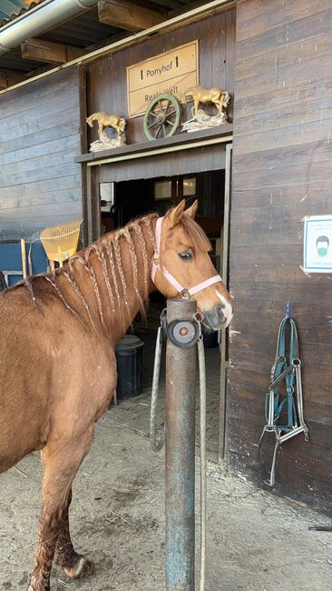 Huzelen Mix Wallach, Jasmin, Horses For Sale, Maissau, Image 2