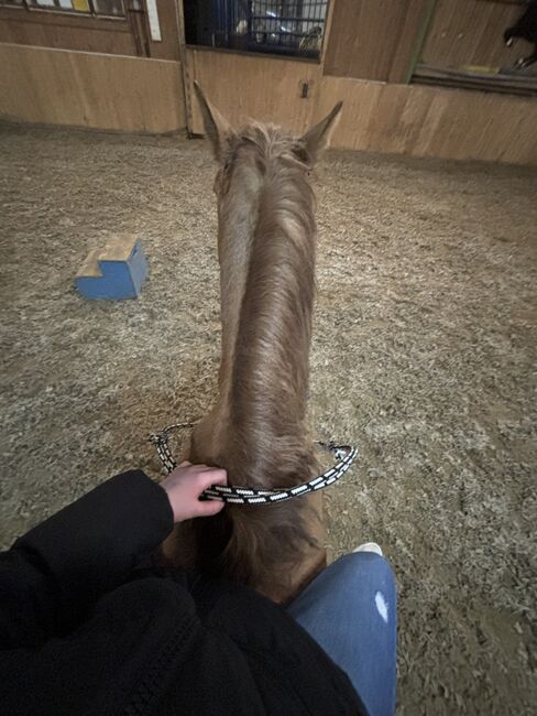 Huzelen Mix Wallach, Jasmin, Horses For Sale, Maissau, Image 3