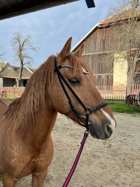 Huzelen Mix Wallach, Jasmin, Horses For Sale, Maissau, Image 4