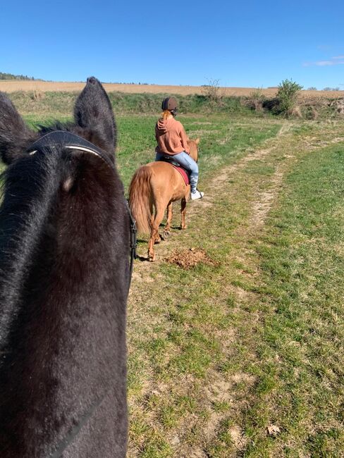 Huzelen Mix Wallach, Jasmin, Horses For Sale, Maissau, Image 6