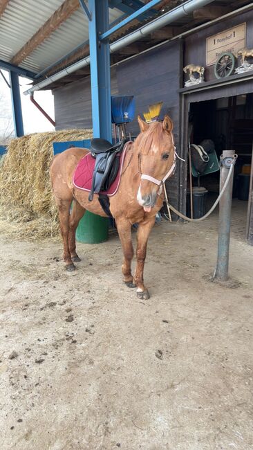 Huzelen Mix Wallach, Jasmin, Horses For Sale, Maissau, Image 7