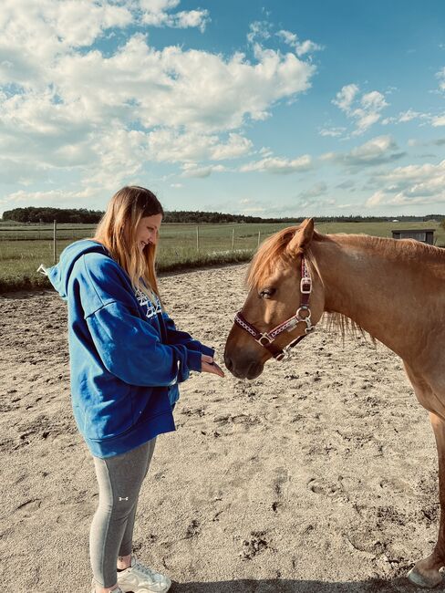 Huzelen Mix Wallach, Jasmin, Horses For Sale, Maissau