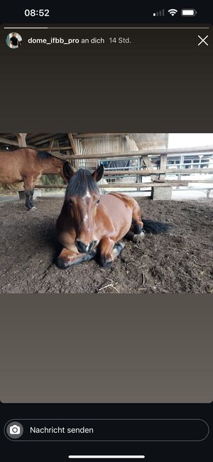 Huzule Stute 2012, Laura Intermaggio , Horses For Sale, Mössingen, Image 2