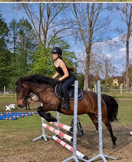 Huzulenstute, 8j, für Anfänger geeignet, Pony, Familienpony, 142, Sylwia, Konie na sprzedaż, Kustrin