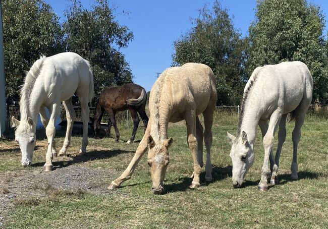 Hypoallergenic Horses, Amanda , Pferd kaufen, Crookwell, Abbildung 2