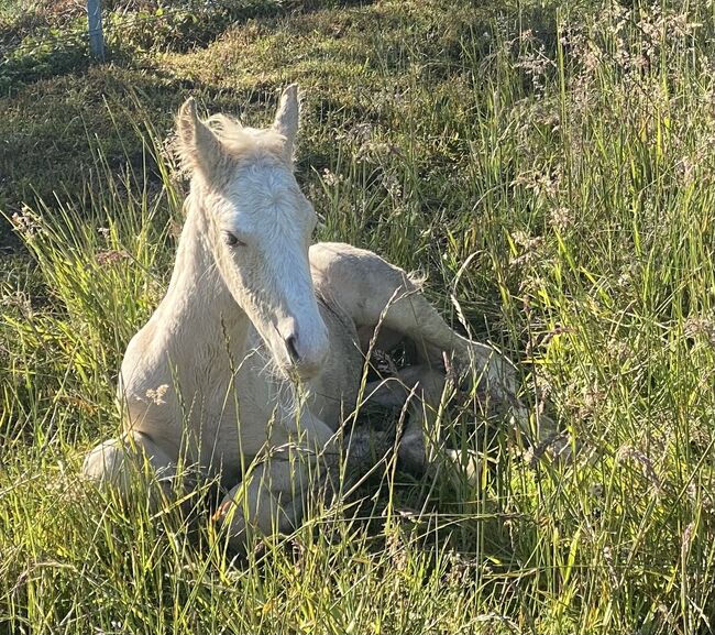 Hypoallergenic Horses, Amanda , Pferd kaufen, Crookwell, Abbildung 3