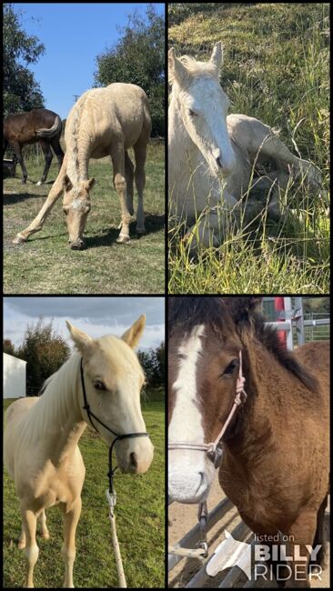 Hypoallergenic Horses, Amanda , Pferd kaufen, Crookwell, Abbildung 5