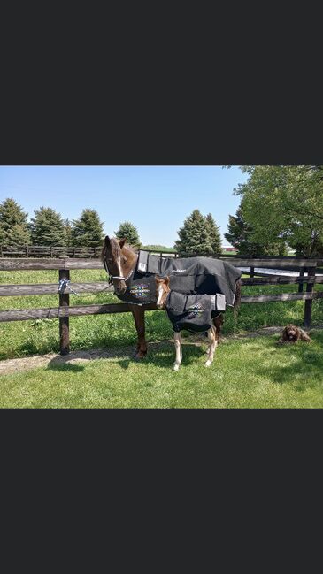 Magnetfelddecke mieten, Wenecia, Horse Blankets, Sheets & Coolers, Villingendorf 