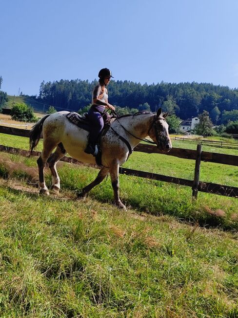 Reitbeteiligung zu vergeben, Stefanie , Horse Sharing, St. Margareten im Rosental