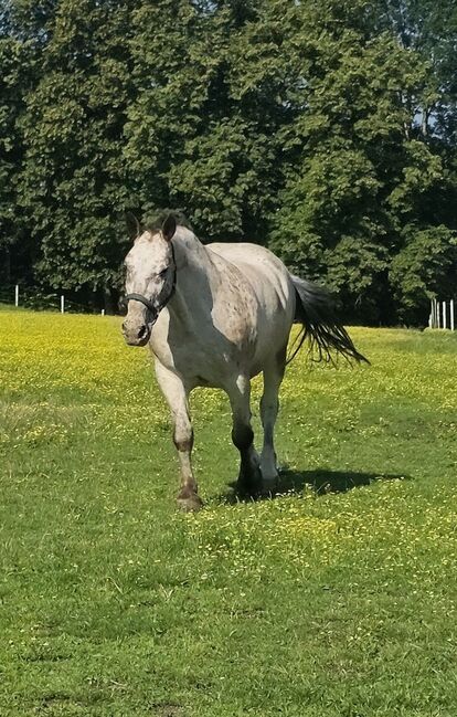 Reitbeteiligung zu vergeben, Stefanie , Horses For Sale, St. Margareten im Rosental