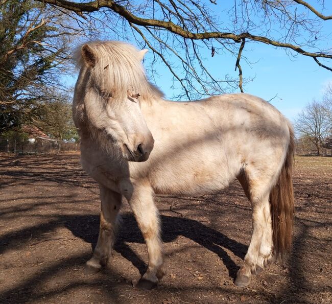 in DE: Zuchtpaket: Isabellstute, tragend, Islandpferde-aus-Island, Horses For Sale, Südisland