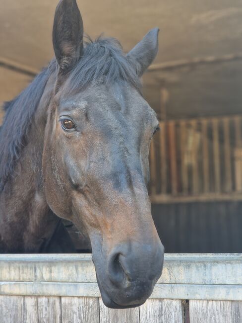 Guten Händen abzugeben , Staatprämiestute, Tanja Scholz , Horses For Sale, Allmendingen 