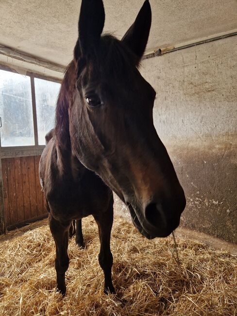 Guten Händen abzugeben , Staatprämiestute, Tanja Scholz , Horses For Sale, Allmendingen , Image 2