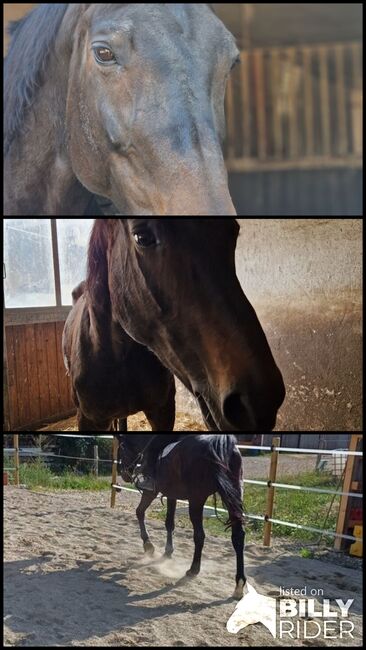 Guten Händen abzugeben , Staatprämiestute, Tanja Scholz , Horses For Sale, Allmendingen , Image 4