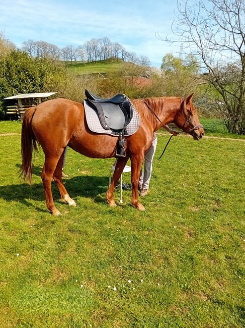 Iberischer Sattel FASCINANTE BAROCK von MY-Sattel, MY-Sattel Manufaktur FASCINANTE BAROCK, MY-Sattel (MY-Sattel Manufaktur), Baroque Saddle, Zilshausen